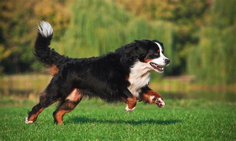 Do Mini Bernese Mountain Dogs Shed