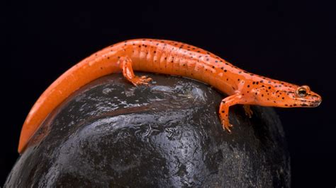 How Do Lungless Salamanders Breathe? | Britannica