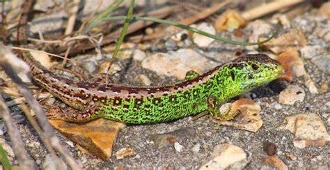 The Sand Lizard | Critter Science