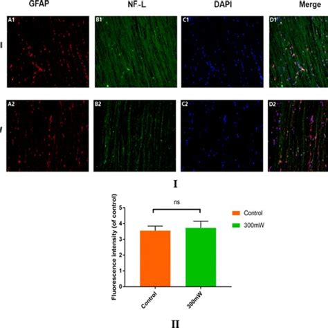 I Immunofluorescence staining of nerve filaments (NF-L, green) and ...