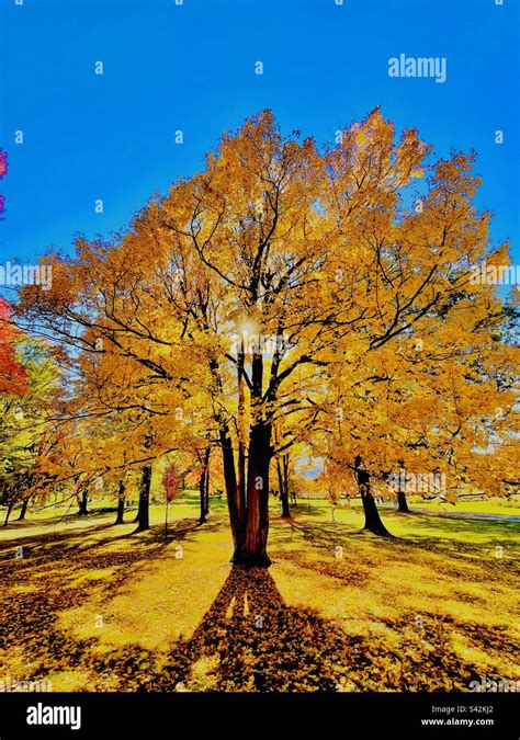 Fall Foliage in the Northeast Stock Photo - Alamy