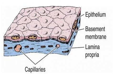 Simple Squamous Epithelium Function, Location, Structure and Histology