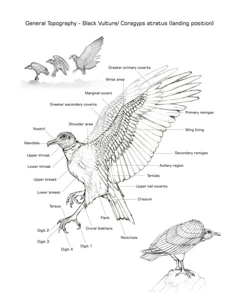 ADRIAN FARIA: Bird anatomy (black vulture - landing position)