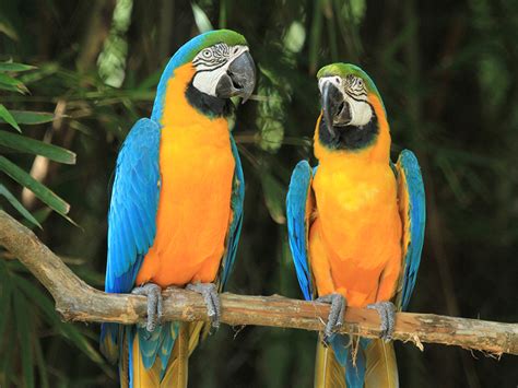 Blue & Gold Macaw | Alexandria Zoo