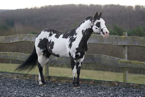 black overo - Paint Horse stallion Colonel Coosader | Horses, Appaloosa ...