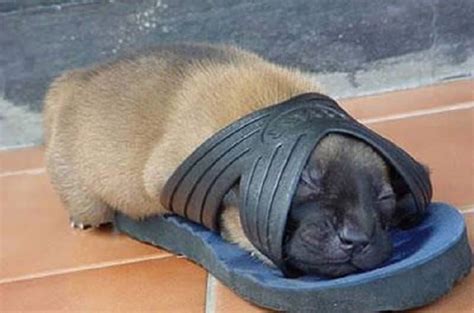 10 Adorable Pictures Of Animals Passed Out