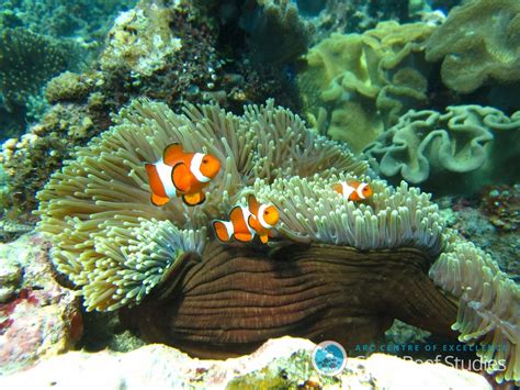 Coral Reef Fish Are More Resilient Than We Thought, Study Finds : The ...