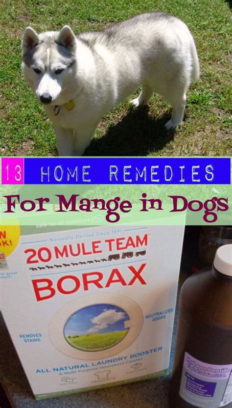 25 Lovely Best Cure For Mange In Dogs - Demodectic Mange