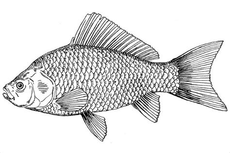 Drawing Of Fish