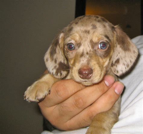 Miniature #dachshund puppy (chocolate dapple) this looked like Lexi ...