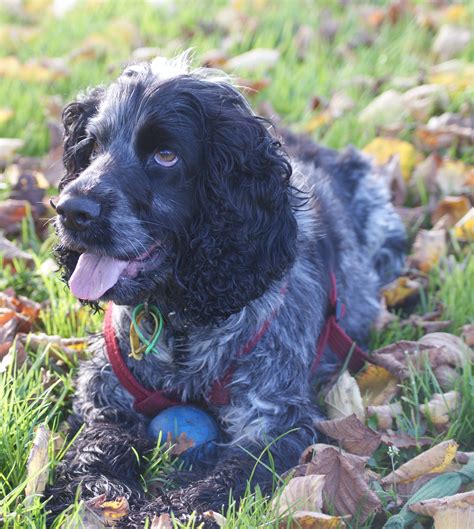 Truffle Dogs on Dog Squad – NZ Truffles