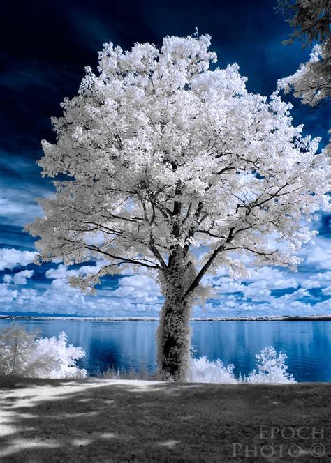 Introduction to Infrared Photography