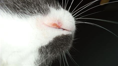 What Rodent Ulcer is in Cats and How It's Treated | Cats, Ulcers ...