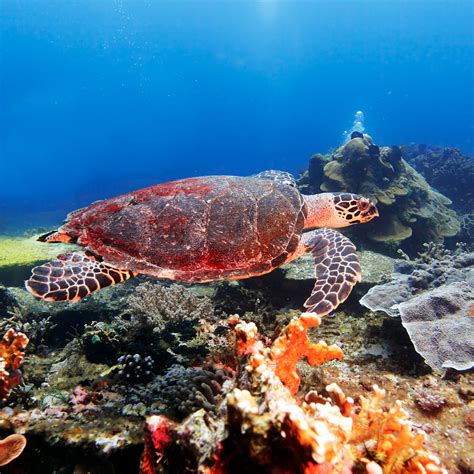 Green Sea Turtle Near Coral Reef Bali Photograph by Rostislav Ageev