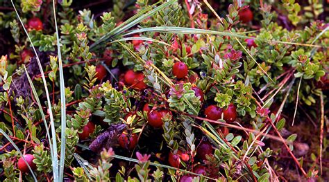 Cranberry Bog Tours - New Jersey Pine Barrens