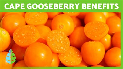 10 Benefits of CAPE GOOSEBERRY A Superfood Breakdown - YouTube