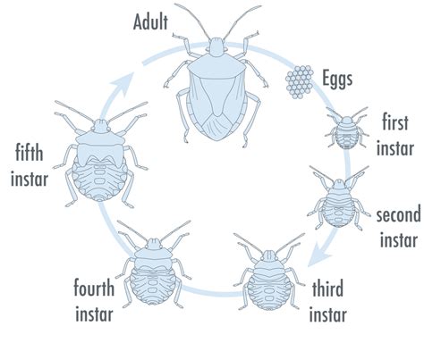 stink bug life cycle diagram - Josphine Lyman