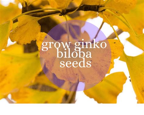 How To Germinate Ginkgo Biloba Seeds | Gardenologist