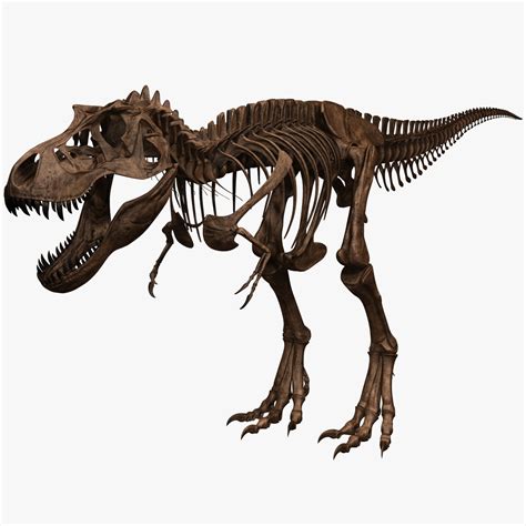 3d tyrannosaurus rex skeleton t-rex model