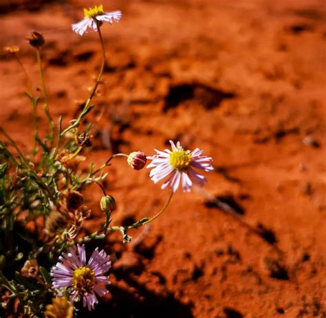 Flowering Desert Plants for Landscaping - Landscape Fix