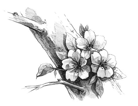 Cherry blossom - drawing in pencil | Behance