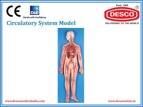 Circulatory System Model | Manufacturers & Suppliers | Desco