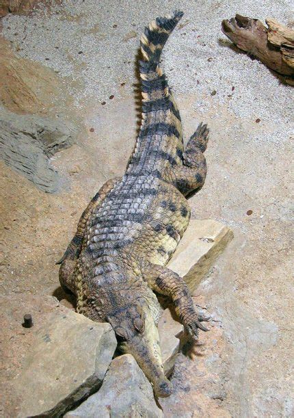 African Slender Snouted Crocodile | The Animal Facts