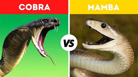 Black Mamba Snake Vs King Cobra