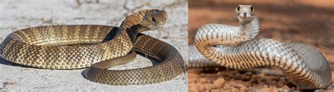 17 COMMON Snakes Found in Western Australia! (2023) - Bird Watching HQ