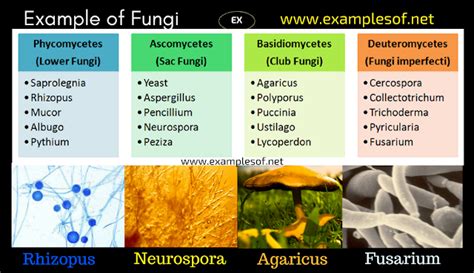 20 Examples of Fungi - Phycomycetes, Ascomycetes, Basidiomycetes and ...