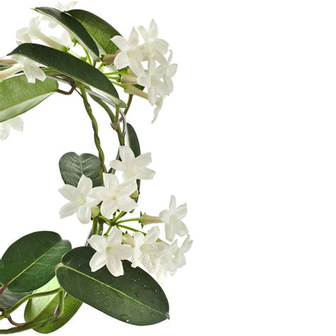 STEPHANOTIS FLORIBUNDA 200mm | The Garden Feast