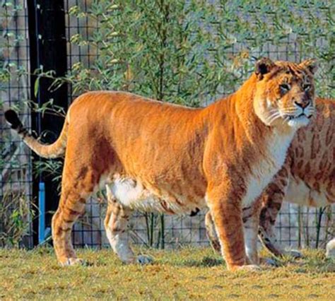 Worlds Largest Tigon