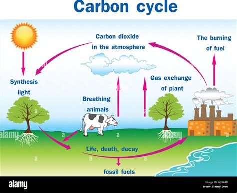 Carbon cycle diagram hi-res stock photography and images - Alamy