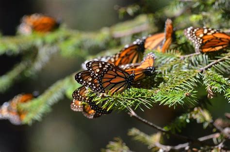 In the Midst of Monarch Butterflies at Sierra Chincua Sanctuary