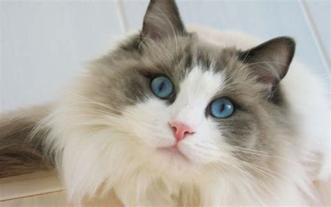 Ragdoll Wallpapers - Wallpaper Cave