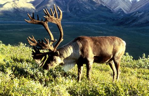 Burgeoning Nelchina caribou herd allows biologists to expand hunt – Eye ...