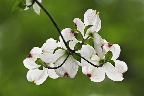 flowering-dogwood-blossoms - Virginia Pictures - Virginia - HISTORY.com