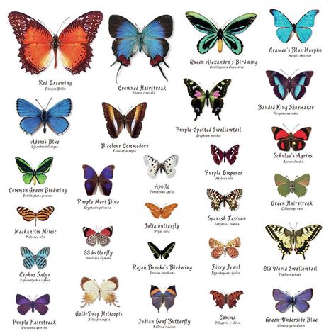 Beautiful Butterflies | Butterfly species, Types of butterflies ...