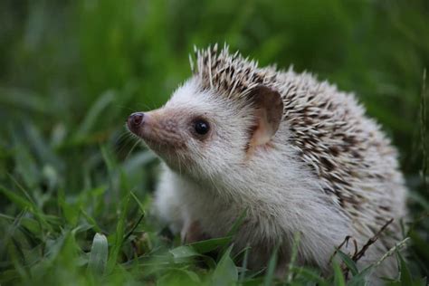 215 Cute Hedgehog Names for Your Prickly Potato - PetMag