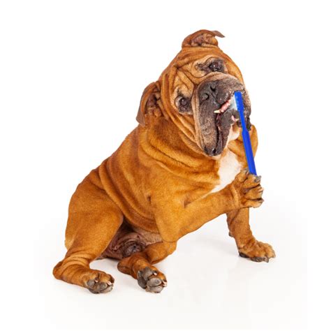 Top 5 Grooming Tips for Bulldogs - BulldogGuide.com