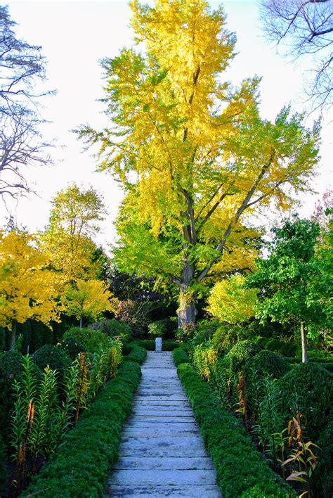 The Fall of the Ginkgo Tree Leaves - The Martha Stewart Blog