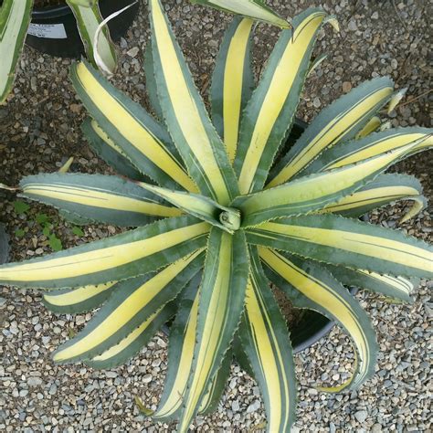 Agave americana var. mediopicta - Variegated Century Plant - Mid Valley ...