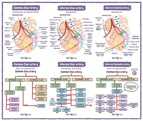 Anatomy Essentials Internal Iliac Artery Branches External Iliac Artery ...