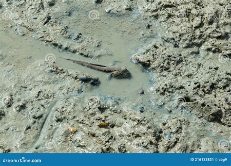 Mudskipper, an Amphibious Fish, on a Muddy Wet Intertidal Habitat Stock ...