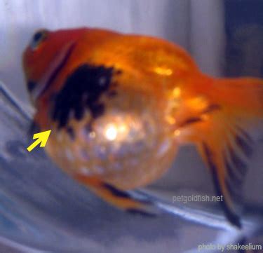 Black Spots - Goldfish diseases