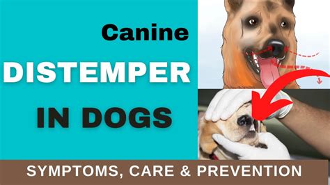 How To Cure Canine Distemper - Aimsnow7