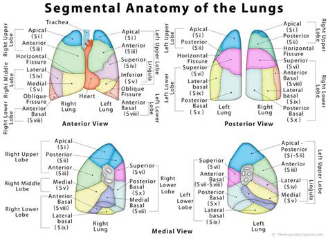 Lungs: Definition, Location, Anatomy, Function, Diagram, Diseases