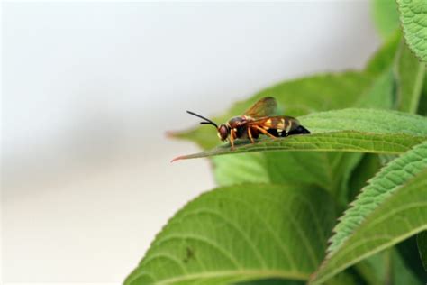 Do Cicada Killer Wasps Sting? Truth Revealed - What's That Bug?