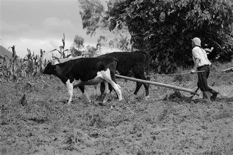 Using Oxen For Plowing Photograph by Robert Hamm | Fine Art America