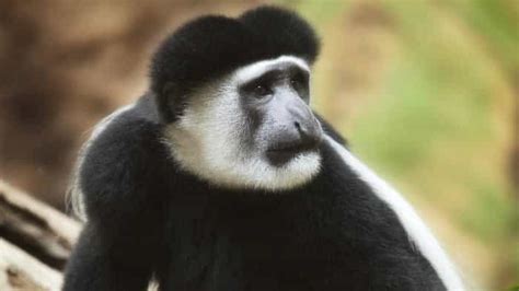 Colobus Monkeys: A Guide to Appearance and Behavior